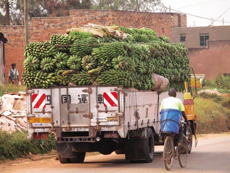 A truck transporting banana in Uganda.
