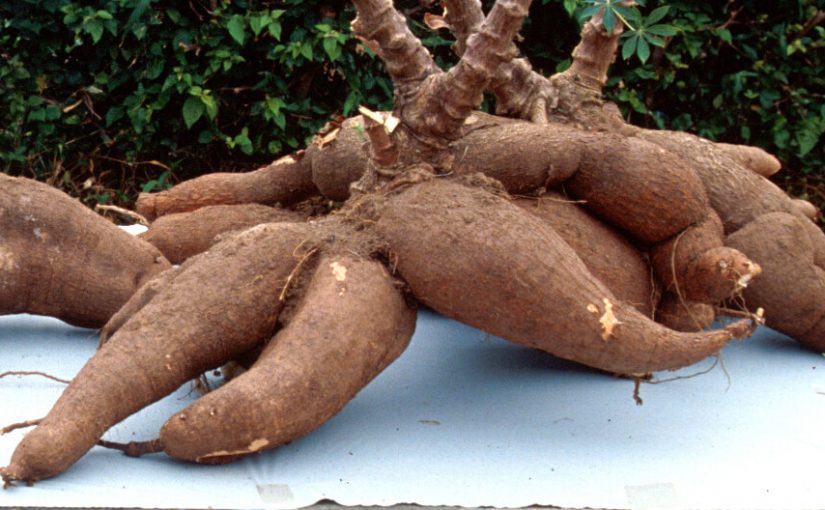 Picture of cassava tubers