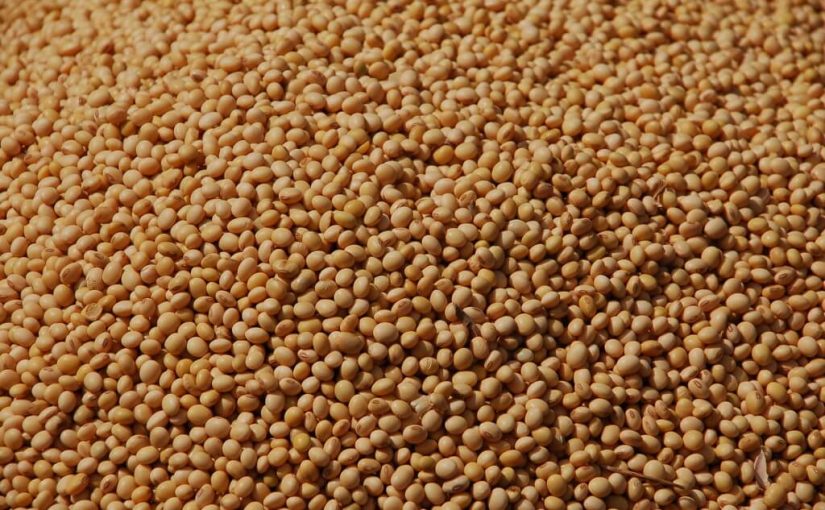 Picture of Cowpea