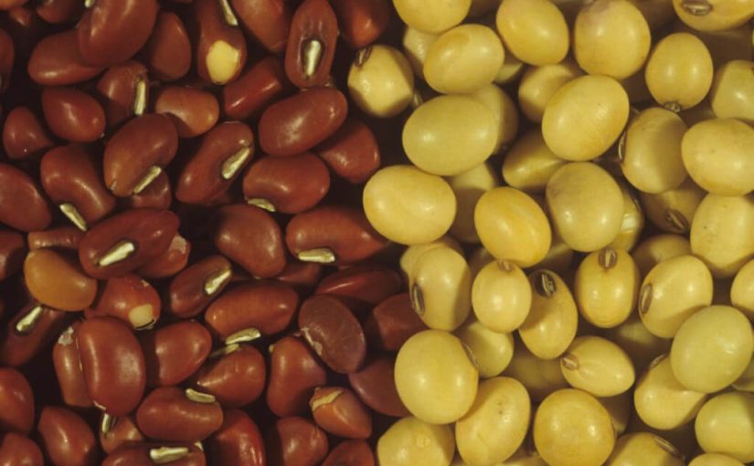 Picture of Improved soybean seed