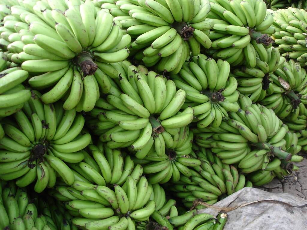 Improved hybrid banana