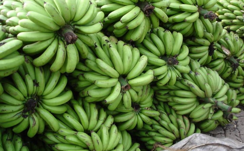 Picture of Improved hybrid banana