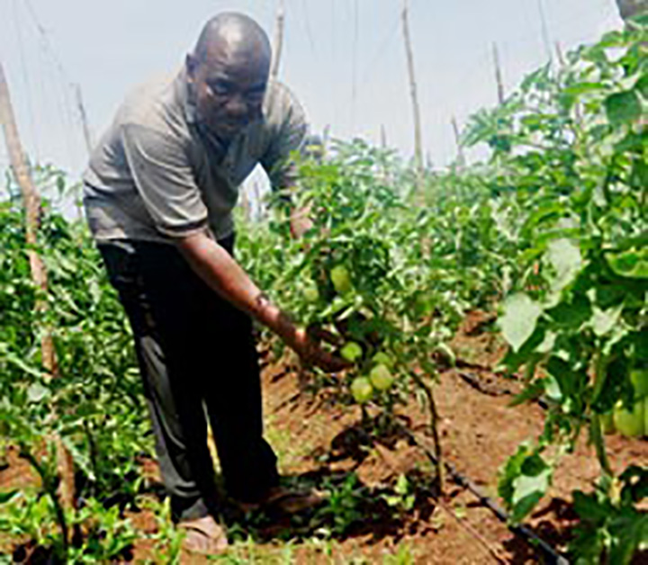afarmerinzanzibarusingdripirrigationtowaterhistomato