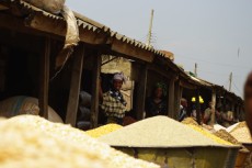 Maize and other grains