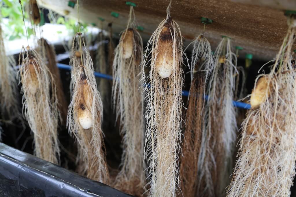 Initiative announced to improve and make high quality seed yam available