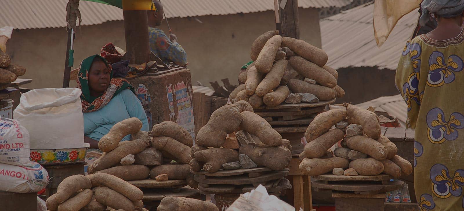 AfricaYam leads adoption of YamBase Open Access platform