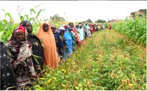 Picture of Women farmers admire improved cowpea variety from IITA.