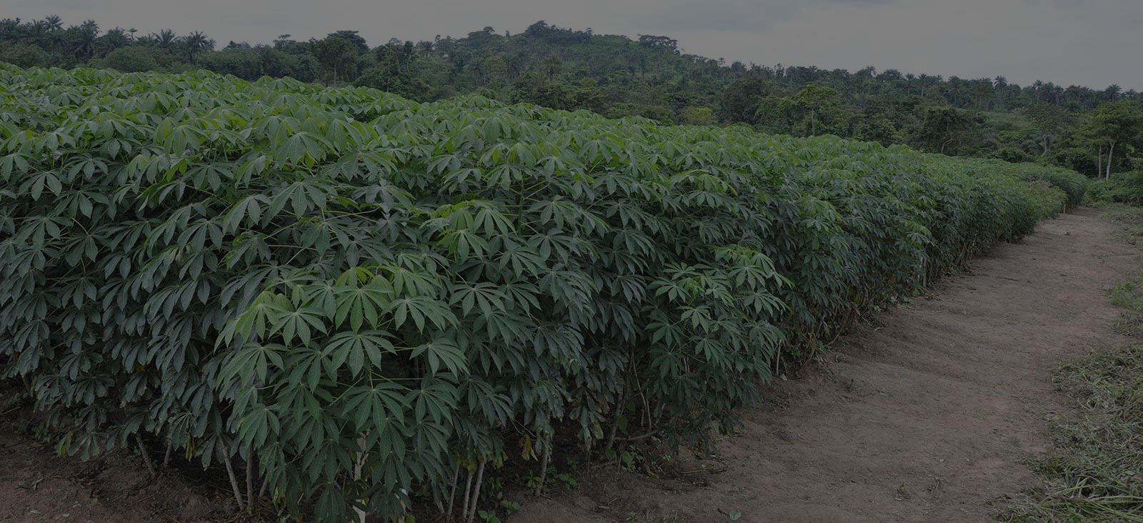 “Namikonga” farmers’ variety is able to withstand viral cassava disease