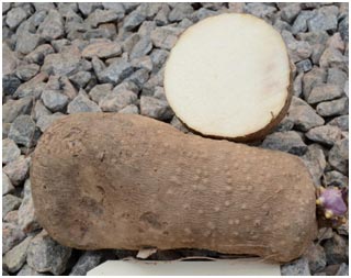 Picture of tubers of yam