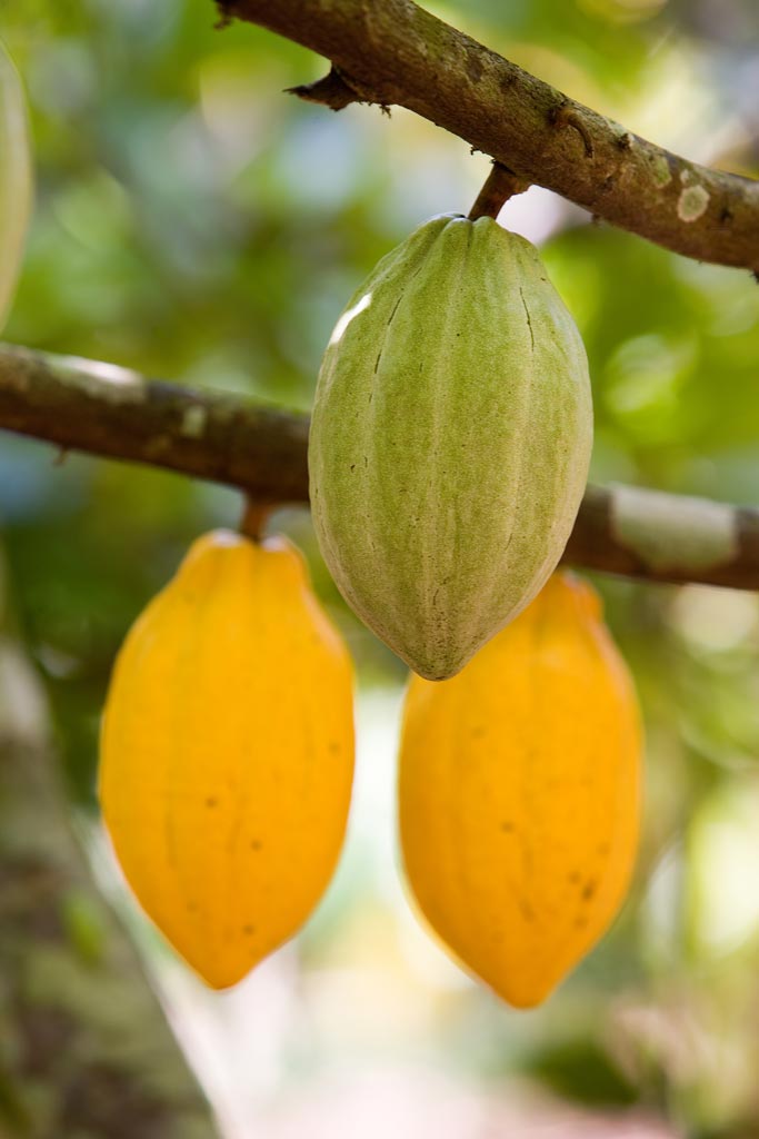 Picture of healthy cocoa pods