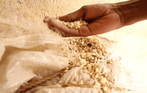 Picture of chicken feed made following calculations from the app.