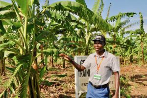 Picture of Moses Nyine of IITA explains about his research in a banana field in Uganda