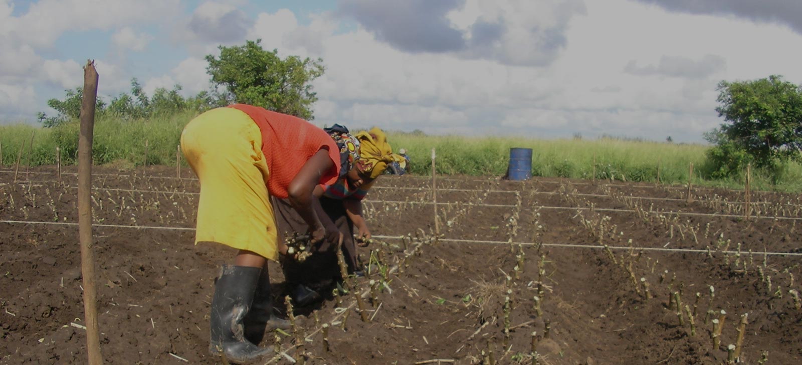 Cornell receives 35M to support cassava development for farmers
