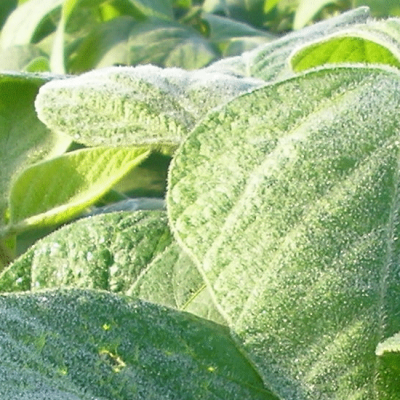 Soybean Soybean
