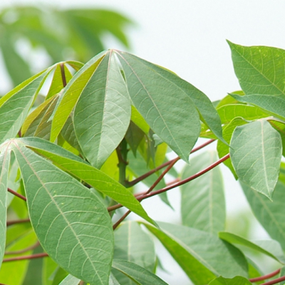 cassava cassava