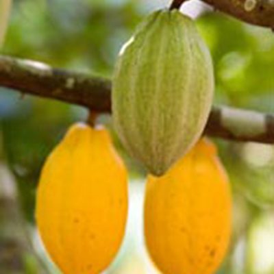 cocoa-iitacrops1 cocoa-iitacrops1