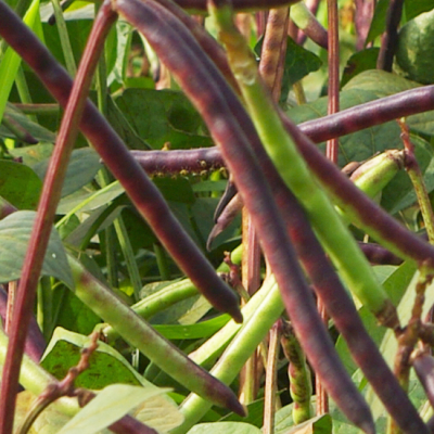 cowpea cowpea