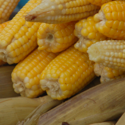 maize1 maize1