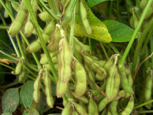 soybean