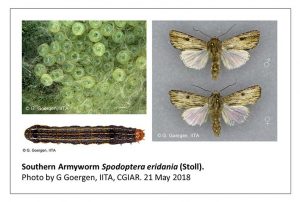 Picture of Southern Armyworm