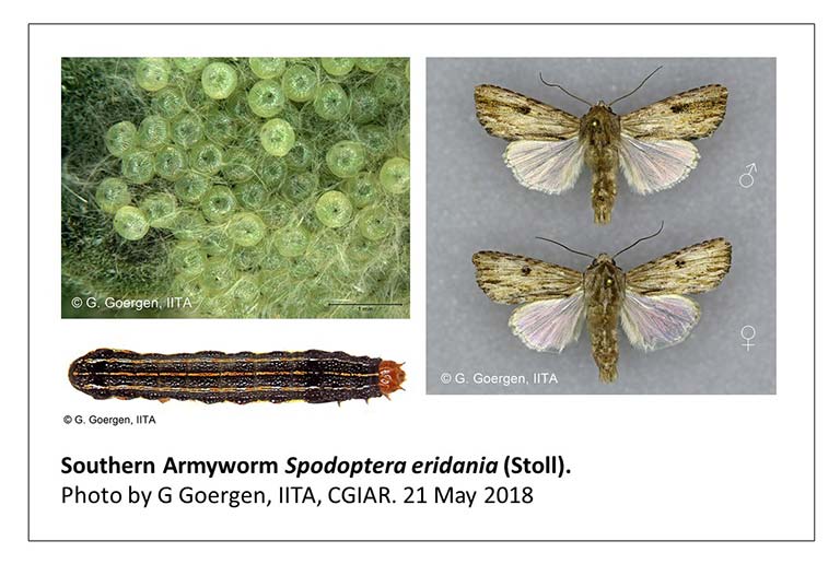Southern-armyworm---G-Goergen,-IITA-4-web