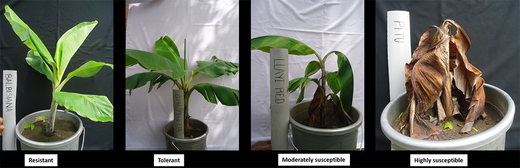 Early ripening and rotting of banana caused by Banana Xanthomonas Wilt.