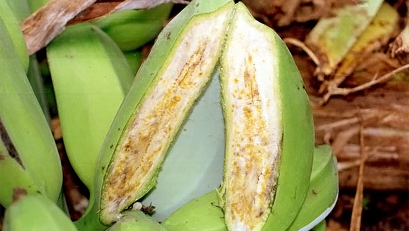 Scientists’-breakthrough-brings-hope-for-banana-resistance-breeding-to-deadly-bacterial-wilt-disease