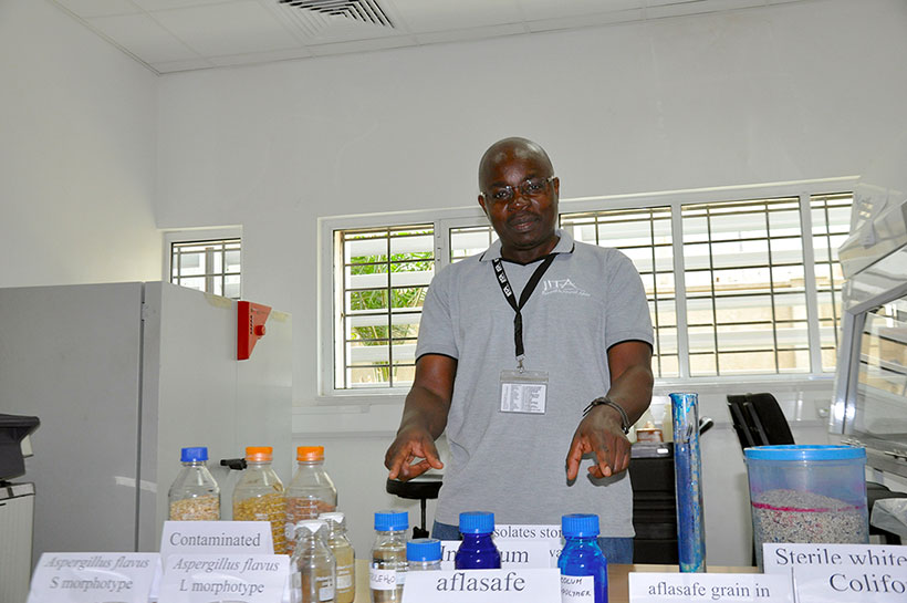 Dr George Mahuku explaining how aflasafeTZ is manufactured using non-toxic and competitive Aspergillus flavus, fungi which are coated on roasted sorghum and dyed blue