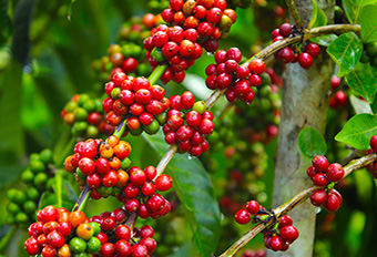 Ripe coffee cherries