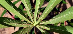 Scientists unravel genome and diversity of whitefly vector behind viral