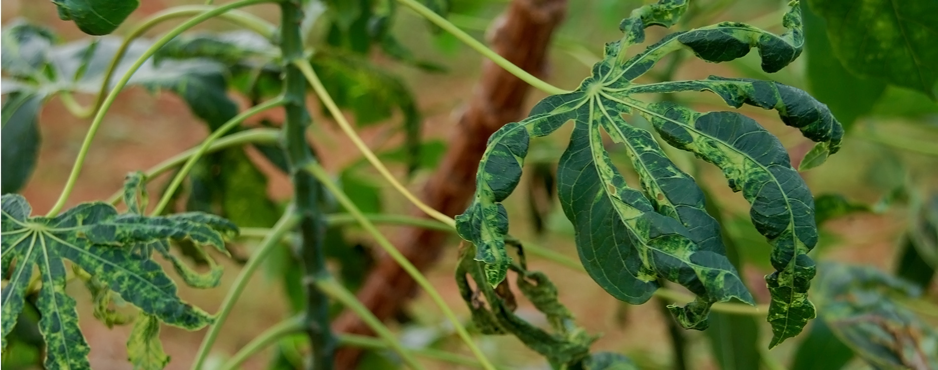 IITA joins call for a global surveillance system to detect and halt the spread of crop disease