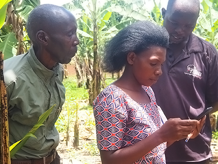 IITA-Rwanda releases a digital application in the fight against bacterial wilt disease in bananas