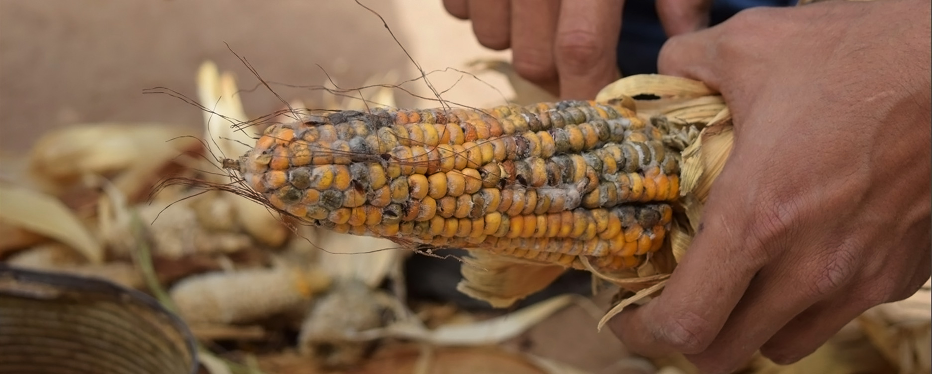 Aflasafe can reduce exposure to cancer-causing toxins and promote farmer access to premium markets