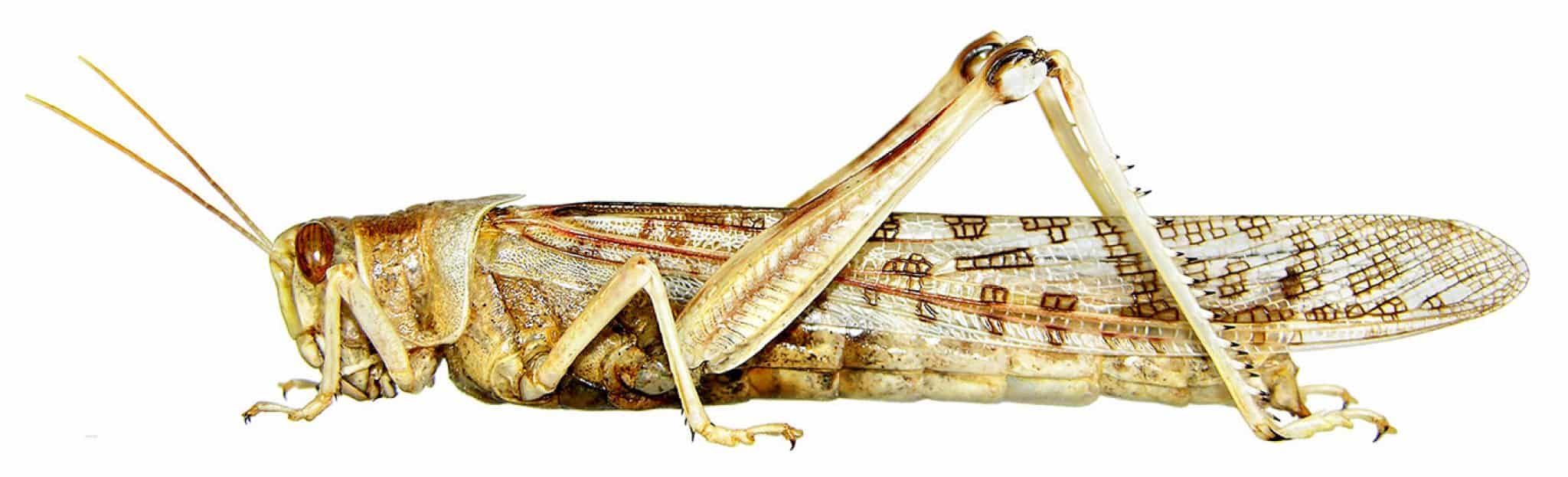 Spraying locusts is ineffective IITA entomologist