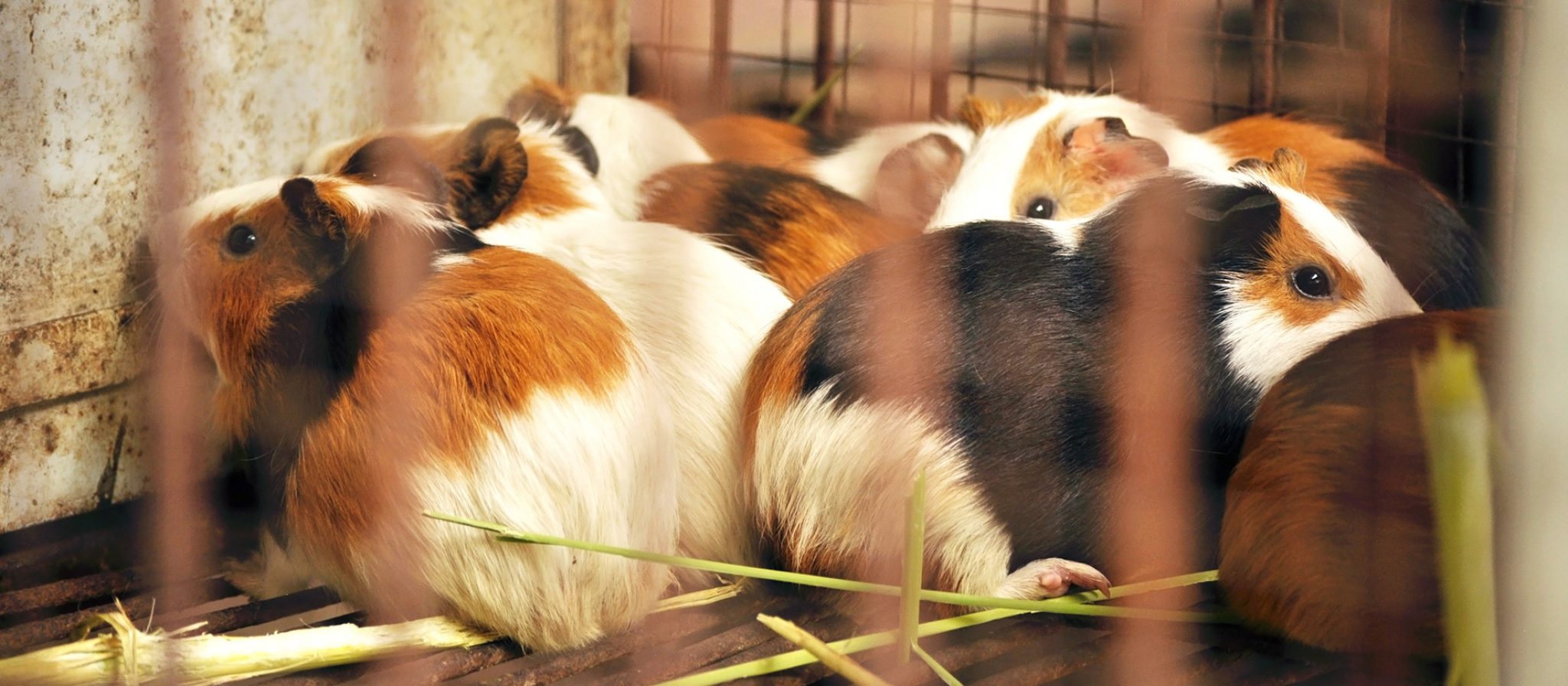 Cavies are not rats! They’re a source of protein and study