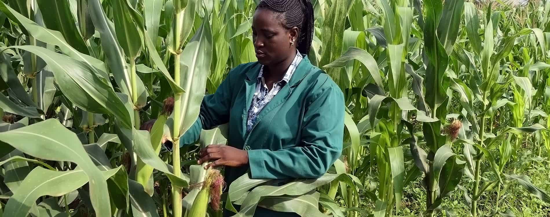 IITA-BIP sets record for maize production per hectare in Nigeria