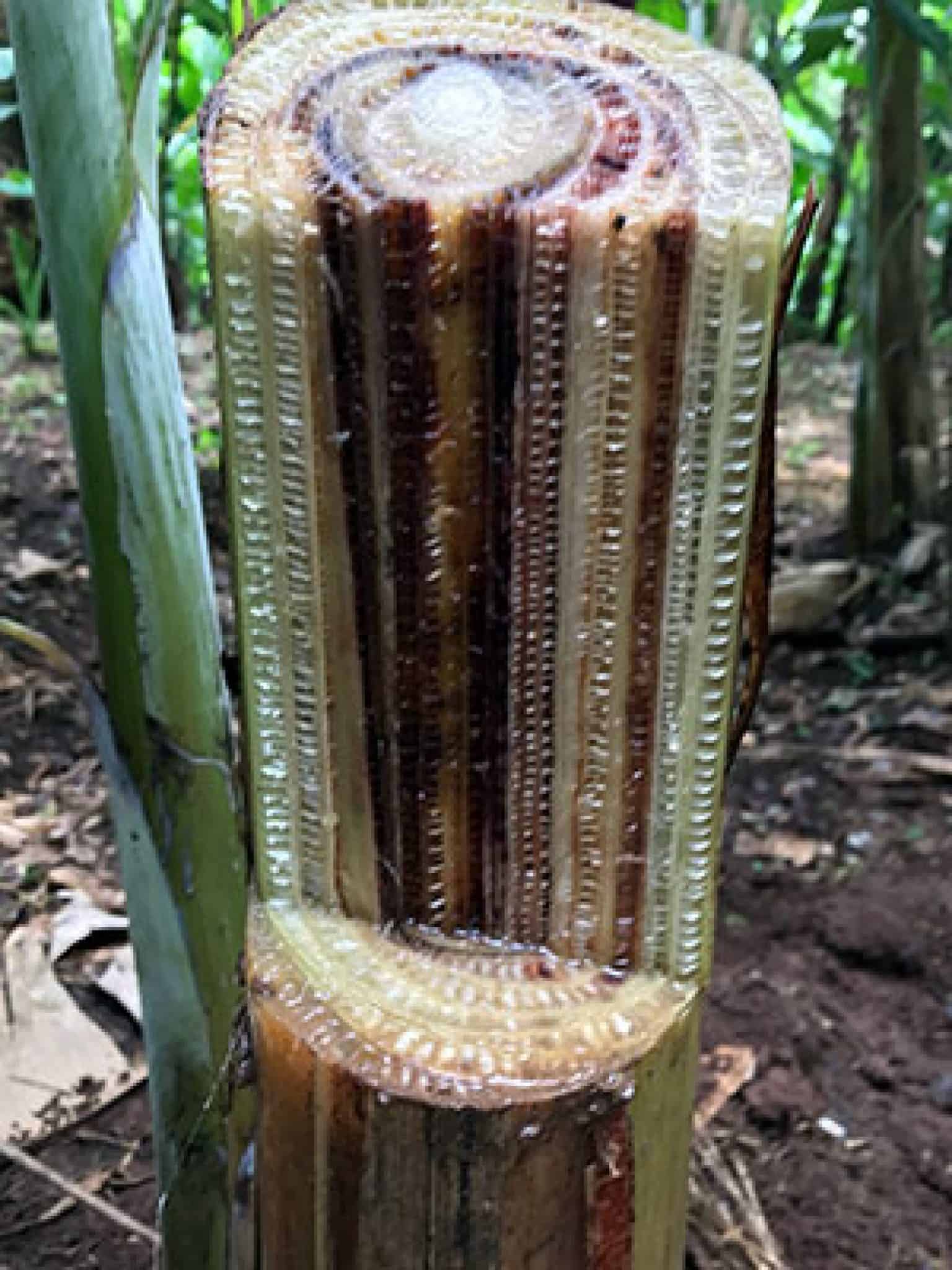 Banana plants’ defense against deadly wilting disease may be in the soil