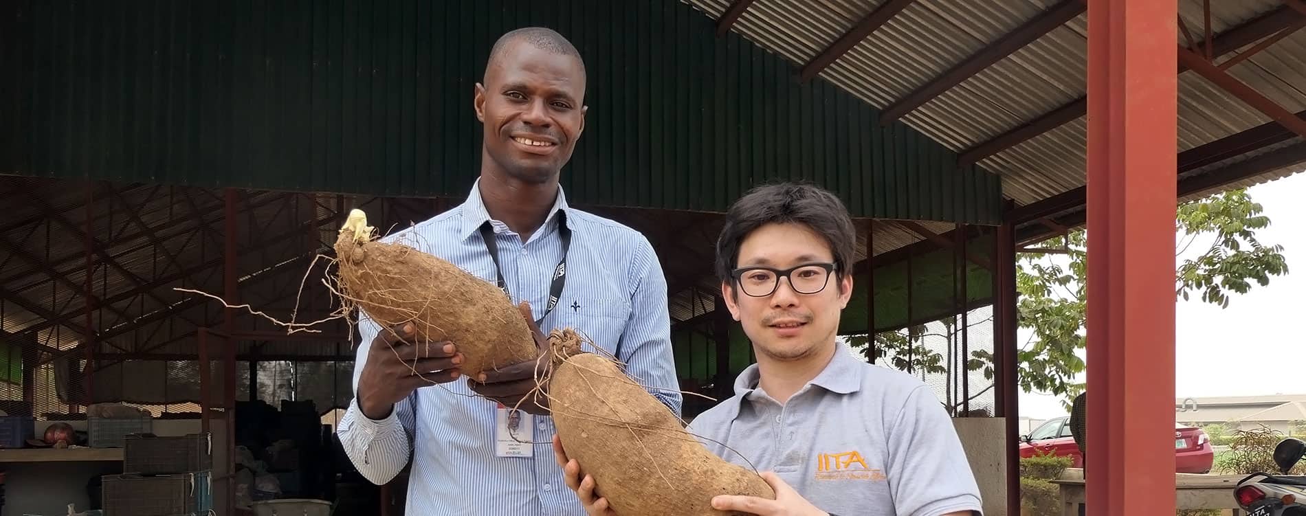 IITA BIP team sets new production per hectare record for yam farmers in Nigeria
