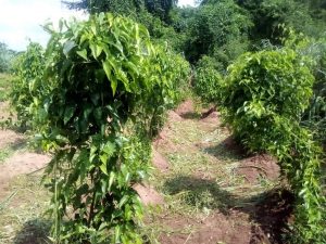 IITA BIP team sets new production per hectare record for yam farmers in Nigeria