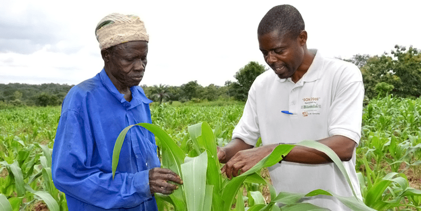Malawi registers Aflasafe®—The cost-effective technology for aflatoxin management