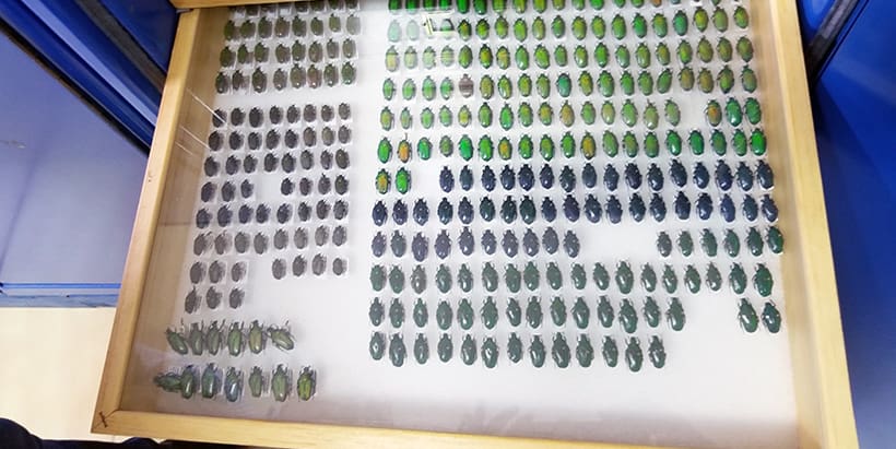 Introducing West Africa’s largest insect collection