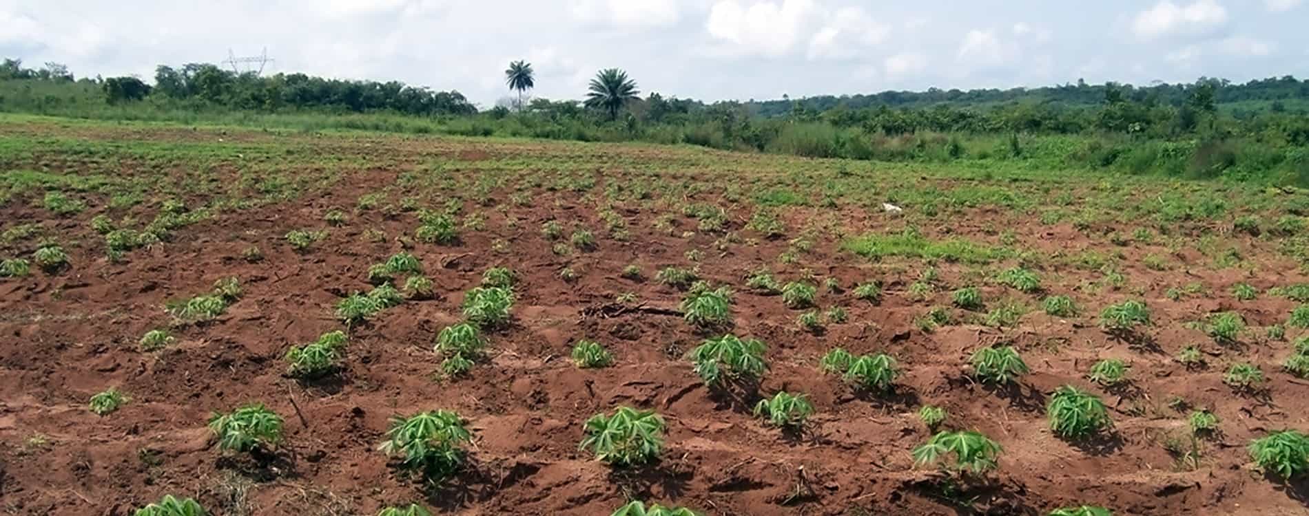 Continuing to strengthen food systems in Africa