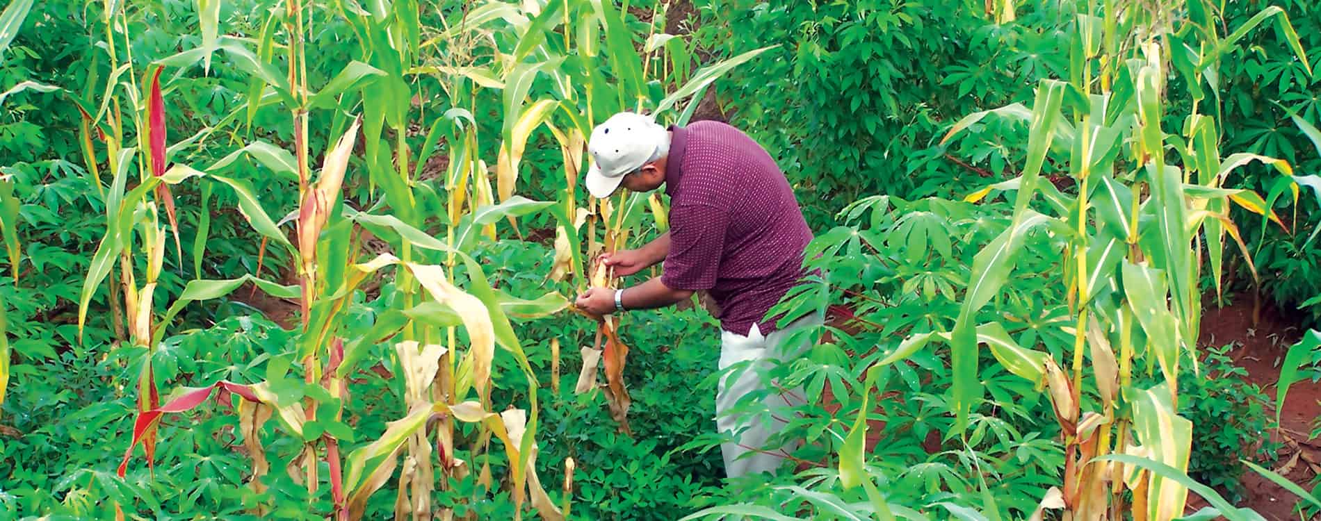 BoT commends IITA’s leadership in agricultural research under Sanginga