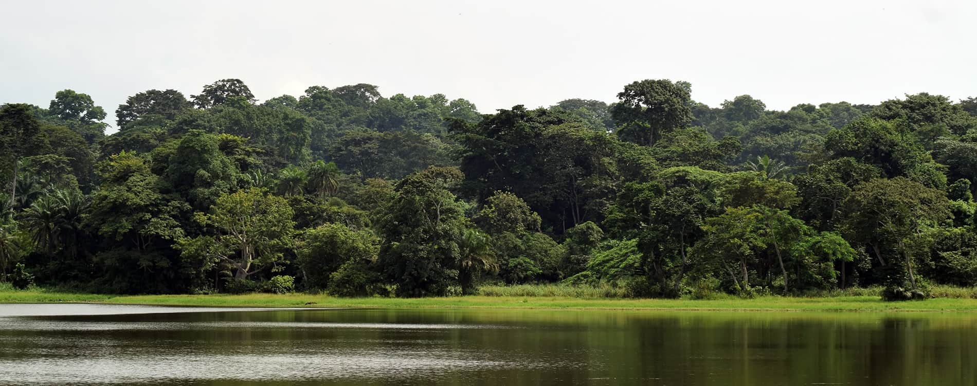 Solutions in nature: promoting the efficacy of indigenous medicinal plants