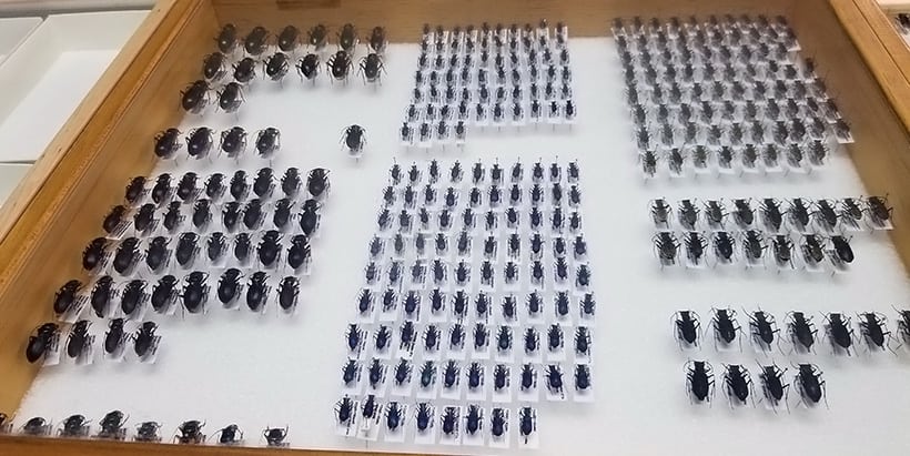 Introducing West Africa’s largest insect collection