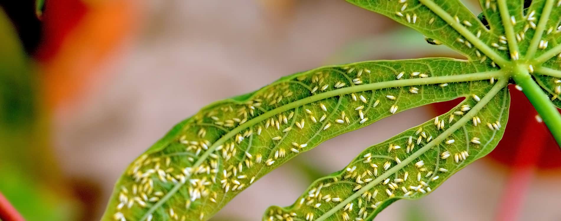 IITA scientist develops a cheaper and faster tool for identifying whiteflies