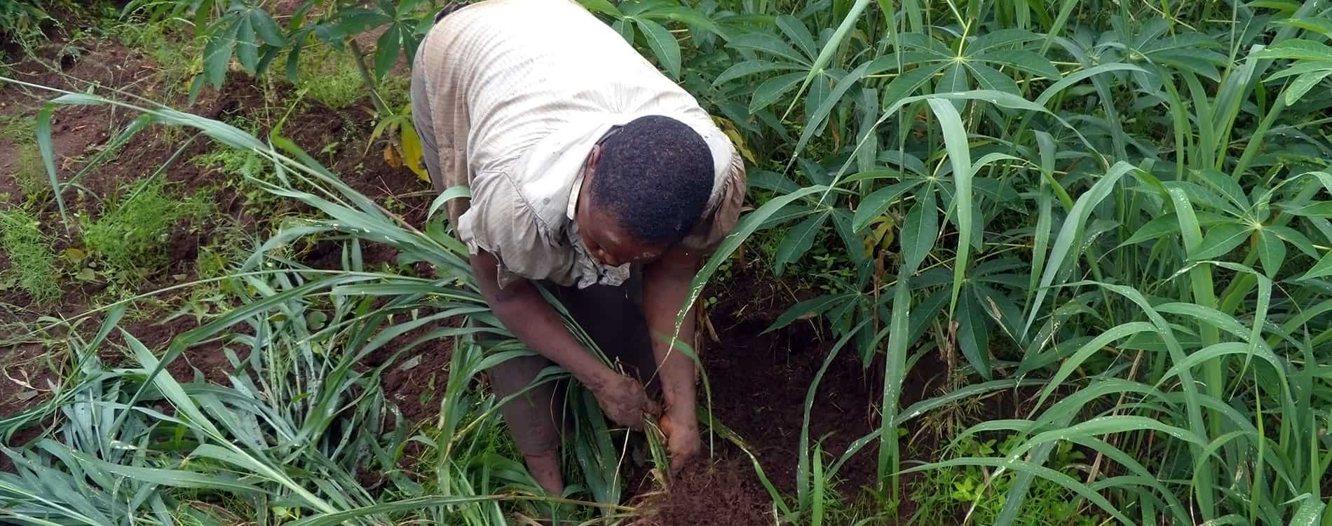 Manual weeding is labour intensive and cumbersome which causes farmers to delay weeding their cassava fields. Weeds account for over 30% in yeild loss