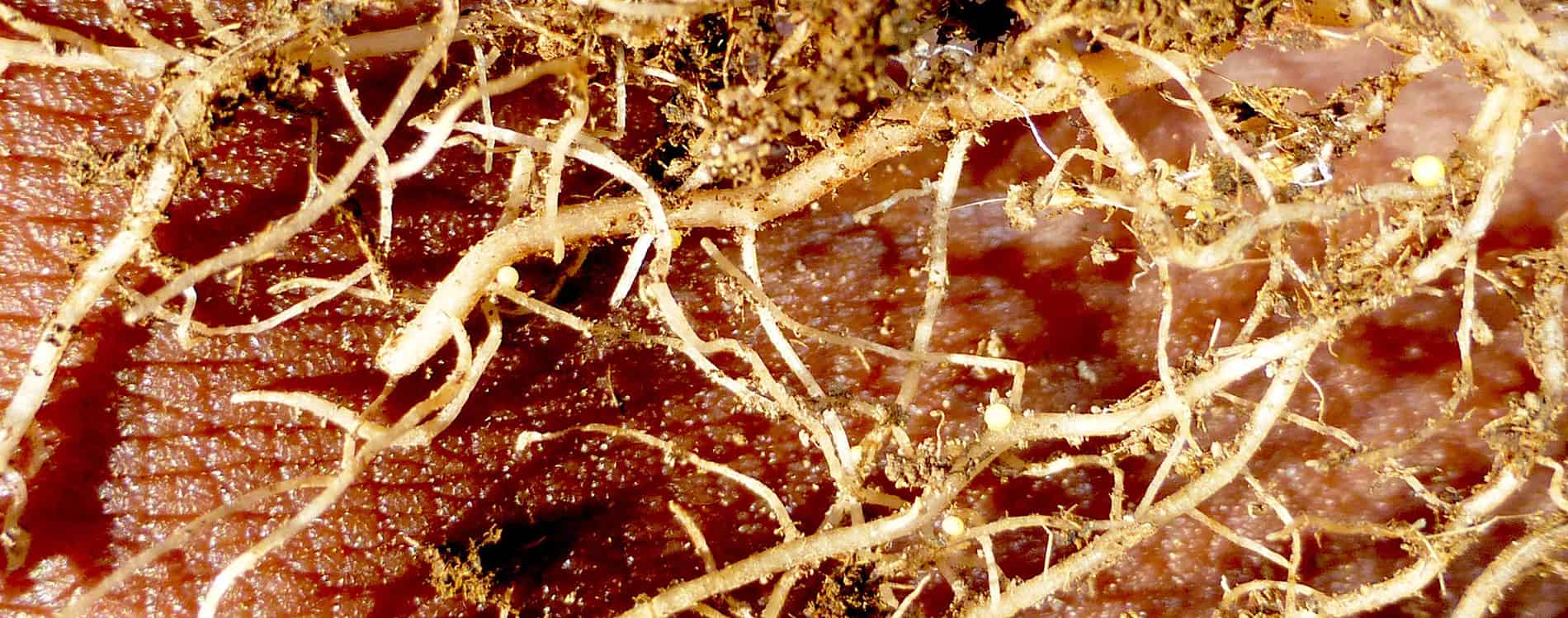 PCN cysts (white) on roots.