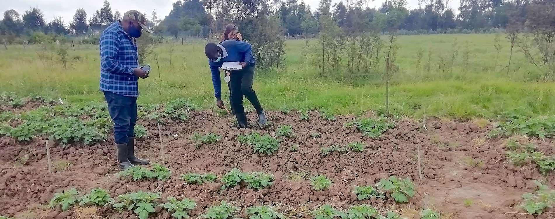 Researchers evaluating a potato field for resistance to PCN.