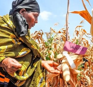 A female farmer taking part in a participatory variety evaluation as part the Africa RISING project
